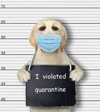 Koruma maskeli bir köpek tutuklandı. Boynunda karantinayı ihlal ettiğime dair bir işaret var. Polis sicil kaydı.