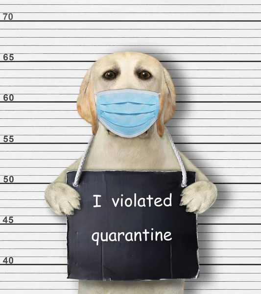 A dog in a protection mask was arrested. He has a sign around its neck that says I violated quarantine. Police lineup background.