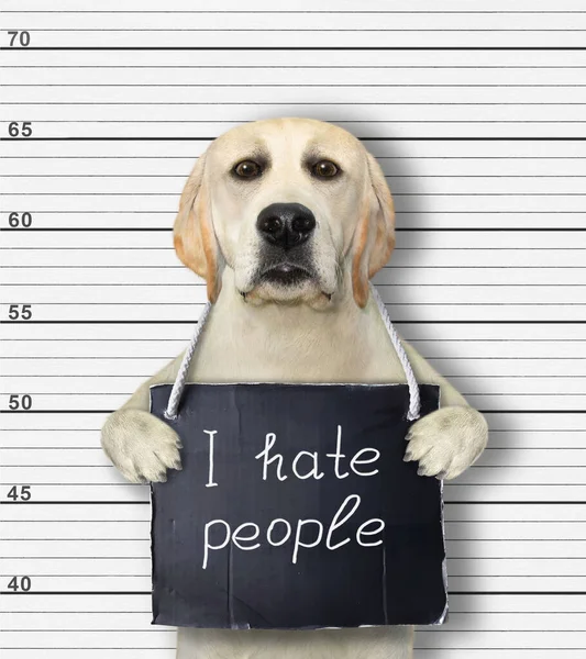 Ein Hund Wurde Festgenommen Trägt Ein Schild Den Hals Auf — Stockfoto