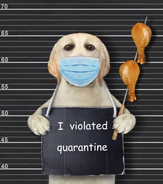Koruma maskeli bir köpek tutuklandı. Boynunda karantinayı ihlal ettiğime dair bir işaret var. Polis sicil kaydı.