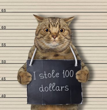 Bej renkli büyük gözlü bir kedi tutuklandı. Boynunda 100 dolar çaldığıma dair bir tabela var. Polis sicil kaydı.