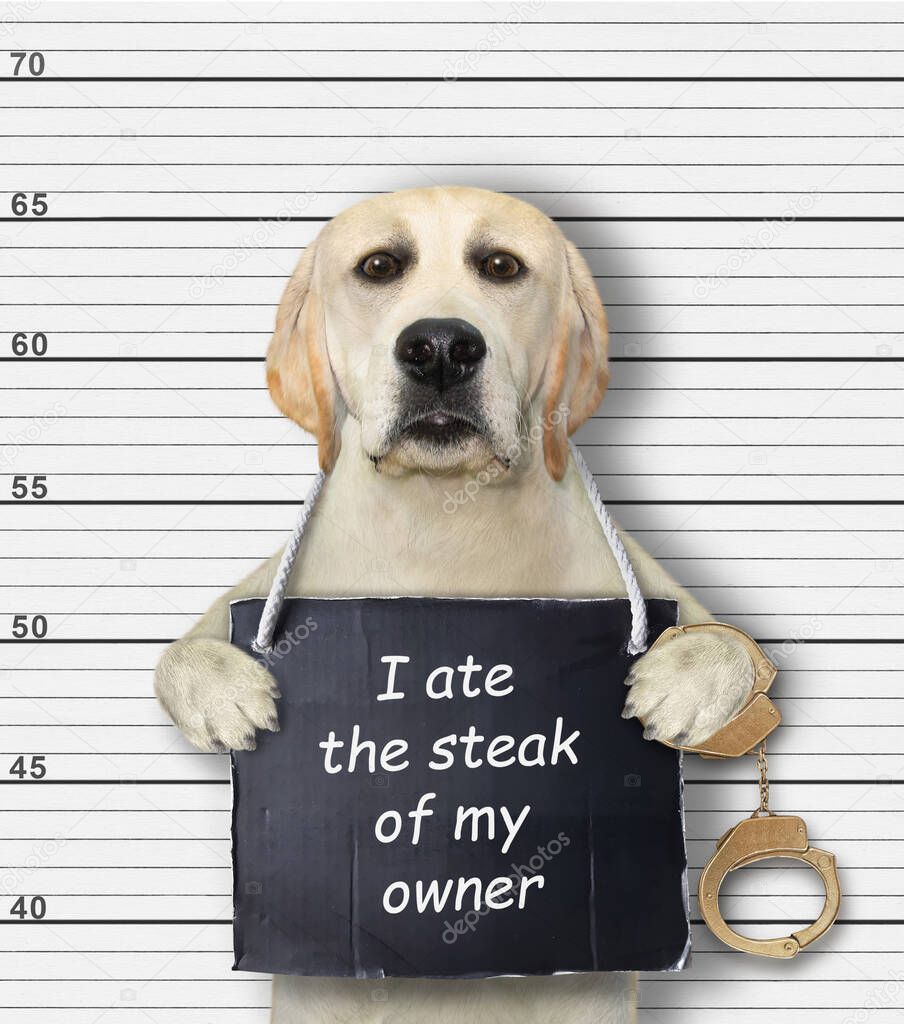 A dog was arrested. He has a sign around its neck that says I ate the steak of my owner. Police lineup background.