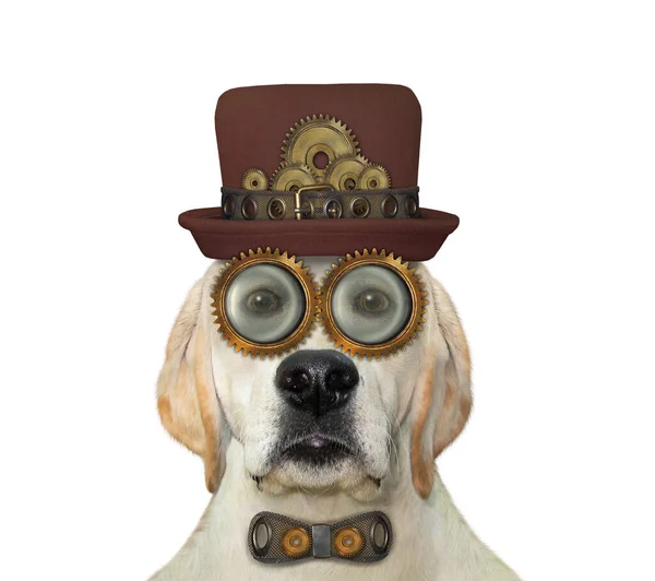 スチームパンクな犬は帽子 金属弓ネクタイ 眼鏡です 白地だ — ストック写真