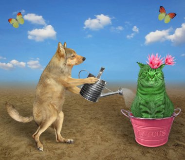 Bej renkli bir köpek bahçıvanı çöldeki pembe metal bir saksıda çiçek açan kedi kaktüsünü suluyor..