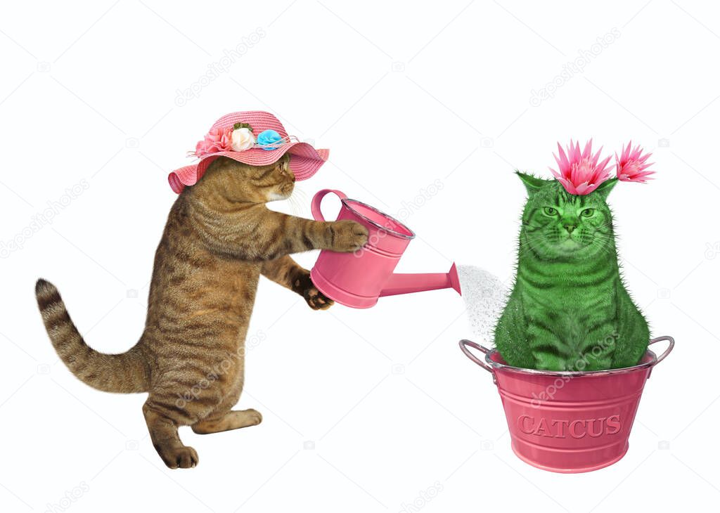 A beige cat gardener in a straw hat is watering a flowering cat cactus in a pink metal flower pot. White background. Isolated.