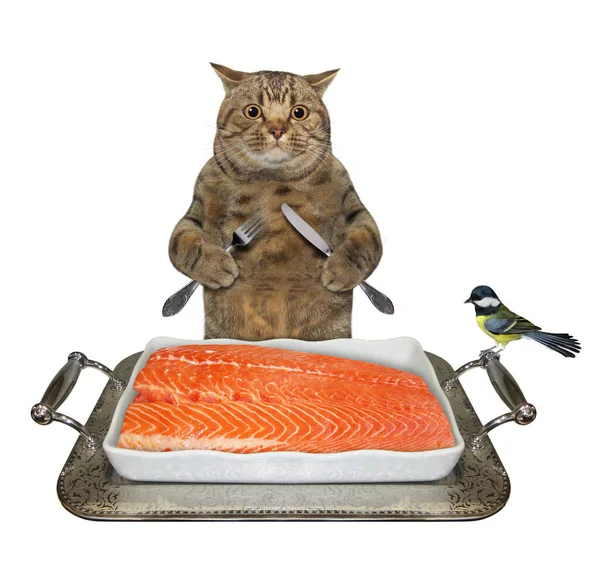 一只带着刀叉的米黄色大眼睛猫正在吃方块金属盘子里的鲑鱼 白色背景 被隔离了 — 图库照片