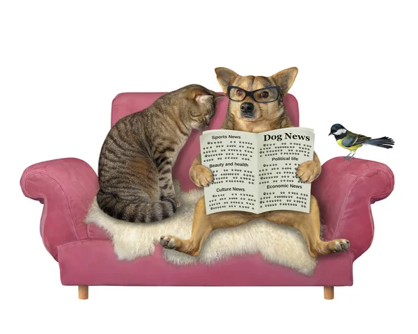 眼鏡をかけたベージュの犬が新聞を読んでいる 猫と鳥がピンクのソファにいる 白地だ — ストック写真