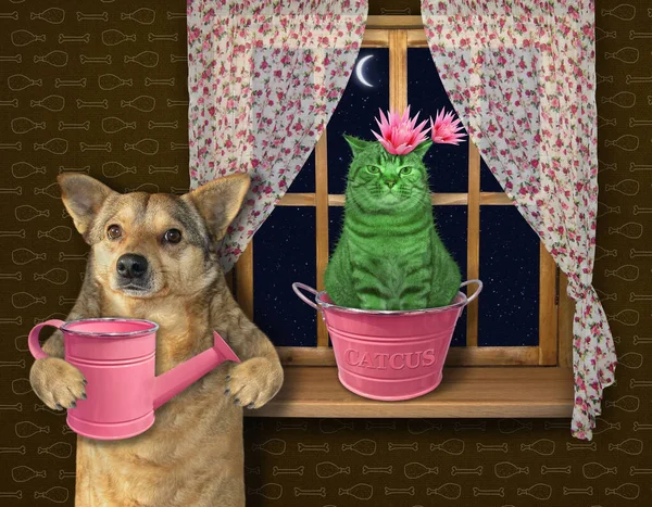 Egy Bézs Kutya Öntözi Virágzó Macska Kaktuszt Egy Rózsaszín Fém — Stock Fotó