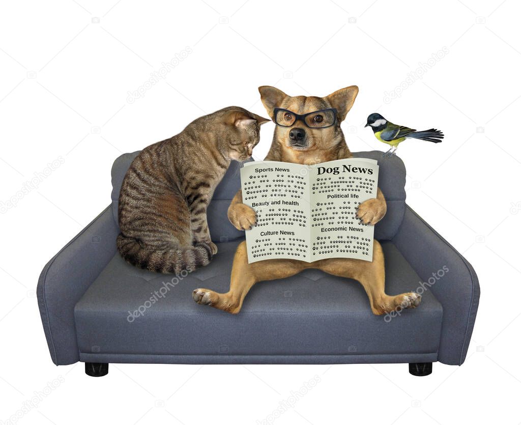 A beige dog in glasses is reading a newspaper. He with a cat and a bird are on a gray couch. White background. Isolated.