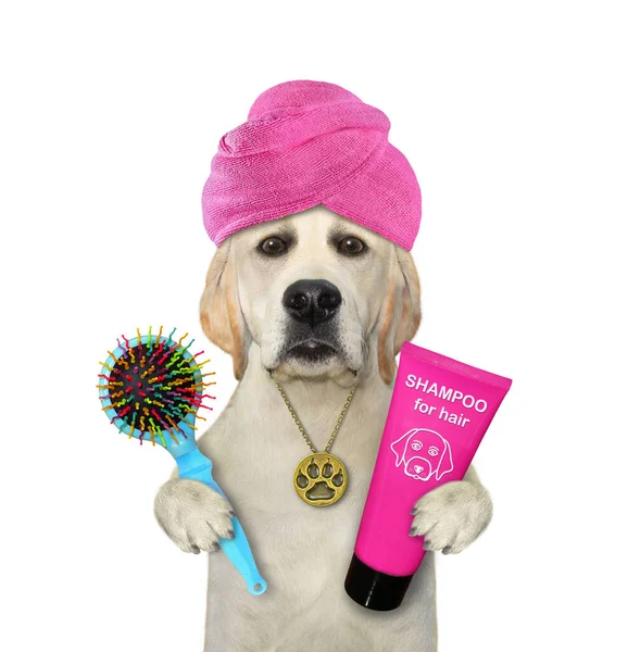 Dog Pink Towel His Head Holds Hairbrush Shampoo Shower White — Stock Photo, Image