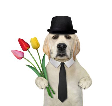 Siyah şapkalı ve kravatlı bir köpek tatil için bir buket lale tutar. Beyaz arka plan. İzole edilmiş.