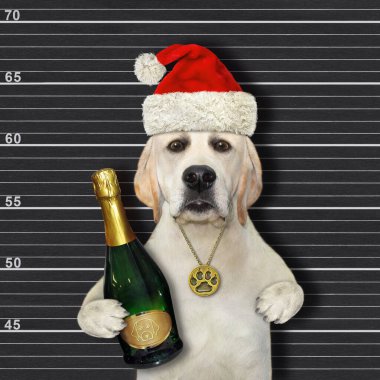 Noel Baba kırmızı şapkalı bir köpek hapishanede büyük bir şişe şarap tutuyor. Siyah dizilim arkaplanı.