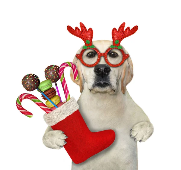 Pes Červených Svátečních Brýlích Drží Vánoční Botu Plnou Sladkostí Bílé — Stock fotografie