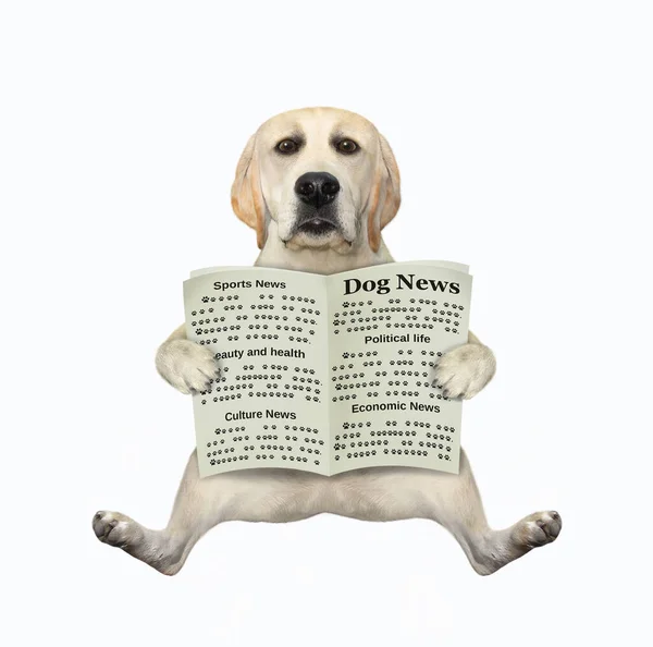 Egy Kutya Újságot Olvas Fehér Háttér Elszigetelt — Stock Fotó