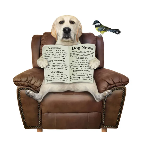 Perro Está Sentado Una Silla Cuero Marrón Leyendo Periódico Fondo — Foto de Stock