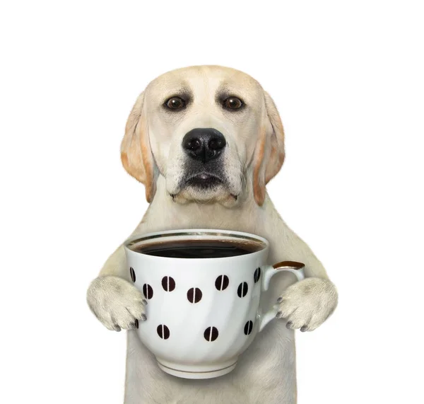 hierba absorción Exactamente Dog drinking coffee fotos de stock, imágenes de Dog drinking coffee sin  royalties | Depositphotos