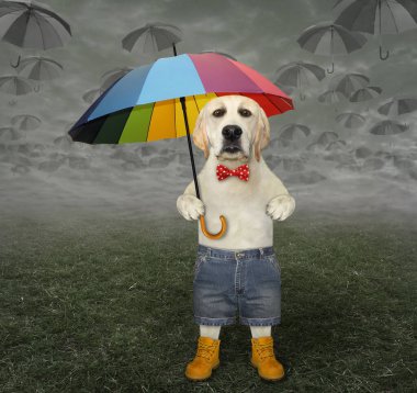 Kırmızı papyonlu, şortlu ve botlu bir köpek şemsiye tutuyor. Gökyüzündeki bulutlar gri şemsiyeler gibi görünür..