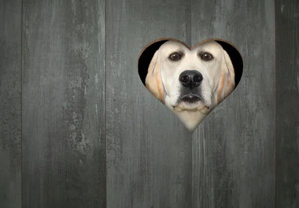 Ένας Σκύλος Κοιτάζει Μέσα Από Μια Τρύπα Σχήμα Καρδιάς Στο — Φωτογραφία Αρχείου