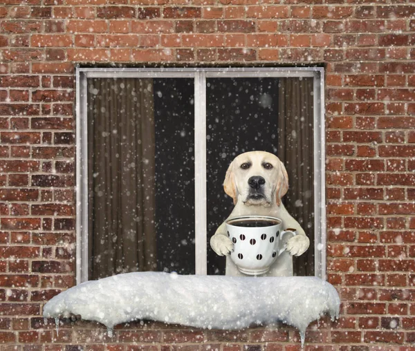 Ein Hund Mit Einer Tasse Kaffee Schaut Aus Dem Fenster — Stockfoto