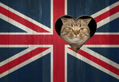 Bej renkli bir kedi, İngiltere bayrağı gibi boyanmış ahşap çitteki kalp şeklinde bir delikten bakar..