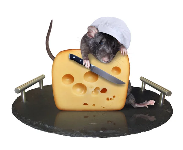 Een Zwarte Rat Kookt Een Koksmuts Met Een Mes Een — Stockfoto