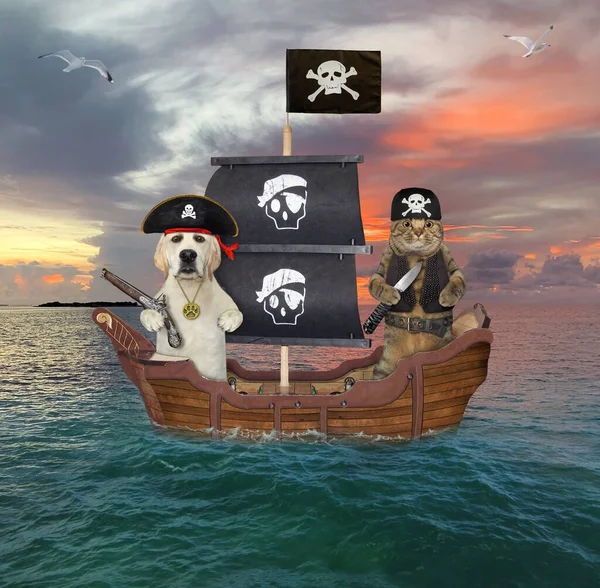 Eine Beige Katze Mit Hund Treibt Auf Einem Piratensegelschiff Der — Stockfoto