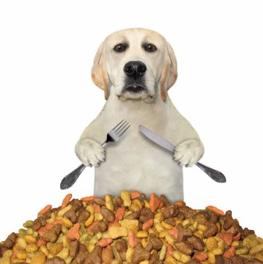 Bıçak ve çatallı bir köpek bir yığın kuru yiyecek yiyor. Beyaz arka plan. İzole edilmiş.