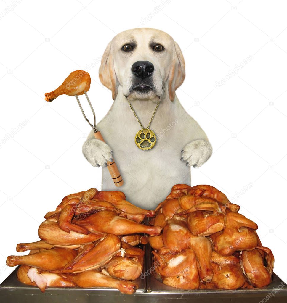 A dog with a fork is eating a fried chicken legs from a square metal tray. White background. Isolated.