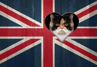 Çok renkli bir kedi, İngiltere bayrağı gibi boyanmış ahşap çitteki kalp şeklinde bir delikten bakar..
