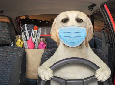 Koruyucu yüz maskeli bir köpek geceleyin otobandan eve araba sürüyor. Yanında ilaç dolu bir kese kağıdı var..