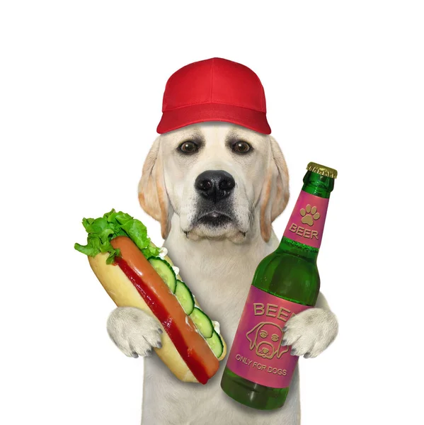 Ένας Σκύλος Κόκκινο Καπέλο Τρώει Ένα Χοτ Ντογκ Και Πίνει — Φωτογραφία Αρχείου