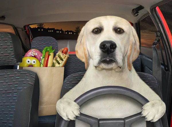 A dog is driving a car home on the highway at night. A paper bag with food is next to him.