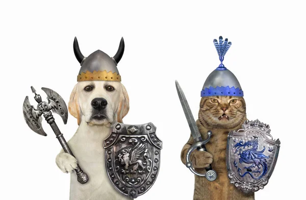Ein Hund Und Eine Katze Sind Ritter Die Mit Schilden — Stockfoto