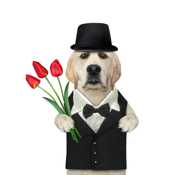 Pies Garniturze Czarnym Kapeluszu Trzyma Bukiet Czerwonych Tulipanów Wakacje Białe — Zdjęcie stockowe