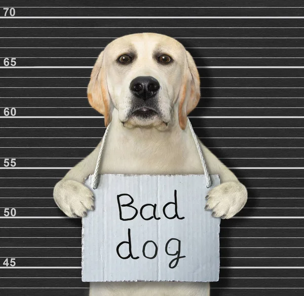 Dog Arrested Has Sign Its Neck Says Bad Dog Police — Stock Photo, Image