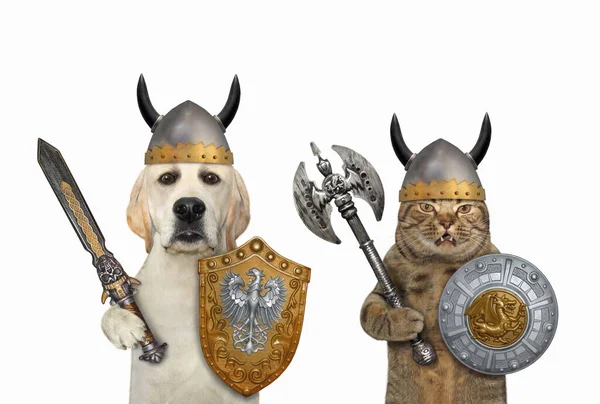Ein Hund Und Eine Katze Sind Ritter Die Mit Schilden — Stockfoto