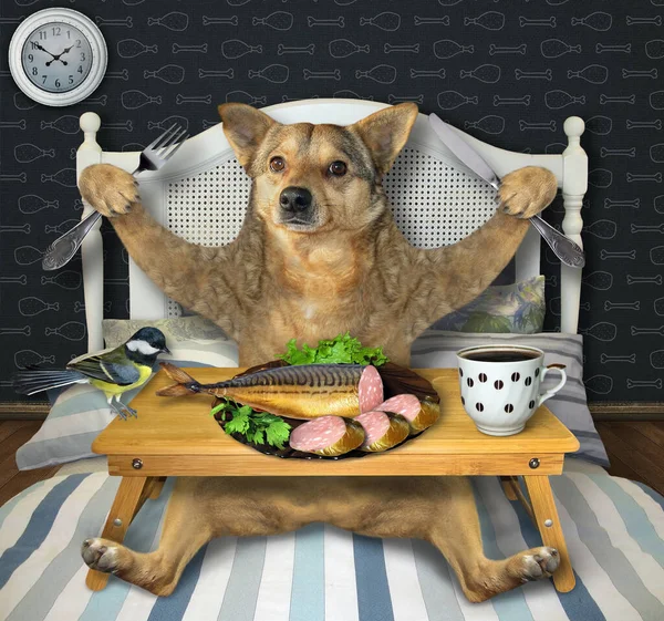 Beige Dog Eating Stuffed Fish Drinking Coffee Bed — Stock Photo, Image