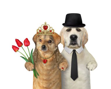 Birbirine aşık iki köpek eğleniyor. Beyaz arka plan. İzole edilmiş.