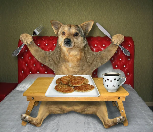 Beige Dog Eating Roasted Cutlets Square Plate Drinking Coffee Bed — Stock Photo, Image