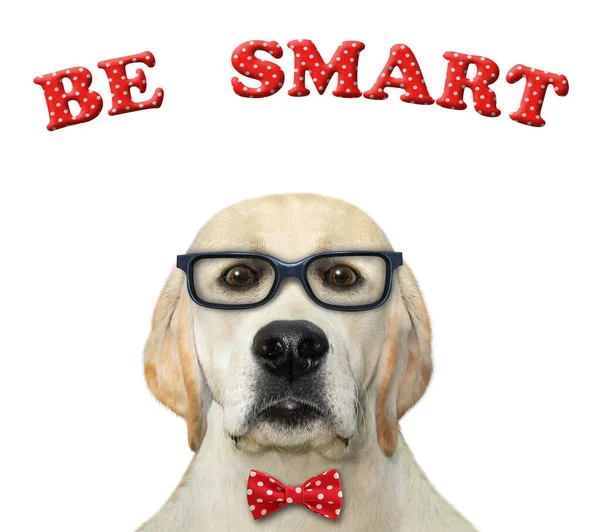 Kırmızı Papyonlu Gözlüklü Bir Köpek Profesörü Akıllı Beyaz Arka Plan — Stok fotoğraf