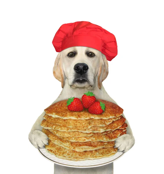 Dog Red Chef Hat Holds Plate Stack Pancakes White Background — Stock Photo, Image