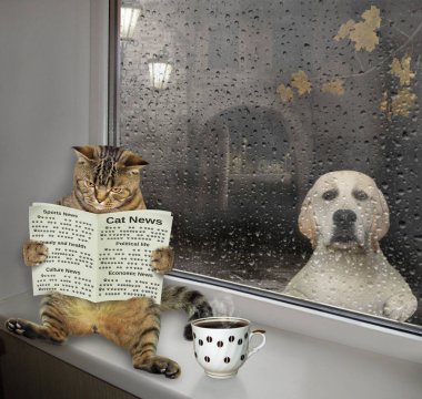 Elinde gazete olan bir kedi pencere kenarında oturuyor ve evde kahve içiyor. Dışarıda yağmur yağıyor..