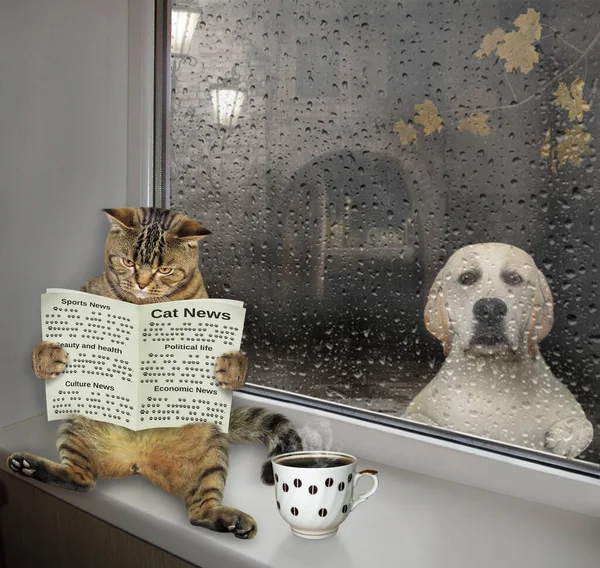 Cat Newspaper Sitting Windowsill Drinking Coffee Home Raining — Stock Photo, Image