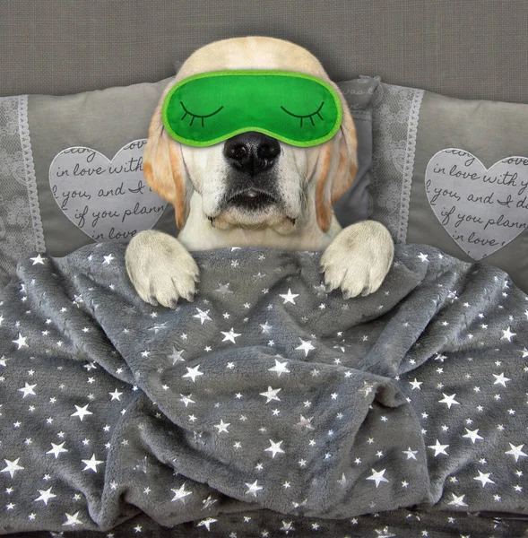 A dog put on a green sleeping mask. He is in bed.