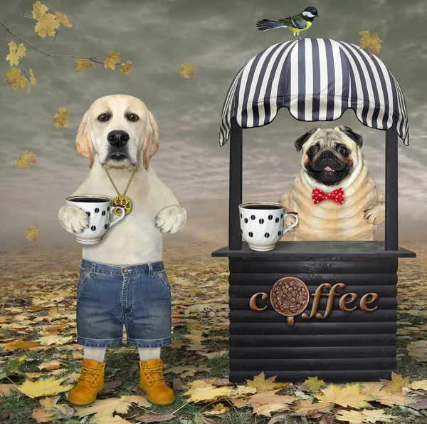Pies Małej Drewnianej Budce Sklepowej Sprzedaje Kawę Jesiennym Parku — Zdjęcie stockowe