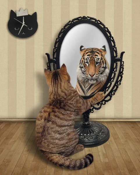 Бежевый Кот Смотрит Свое Отражение Зеркале Дома Видит Тигра — стоковое фото