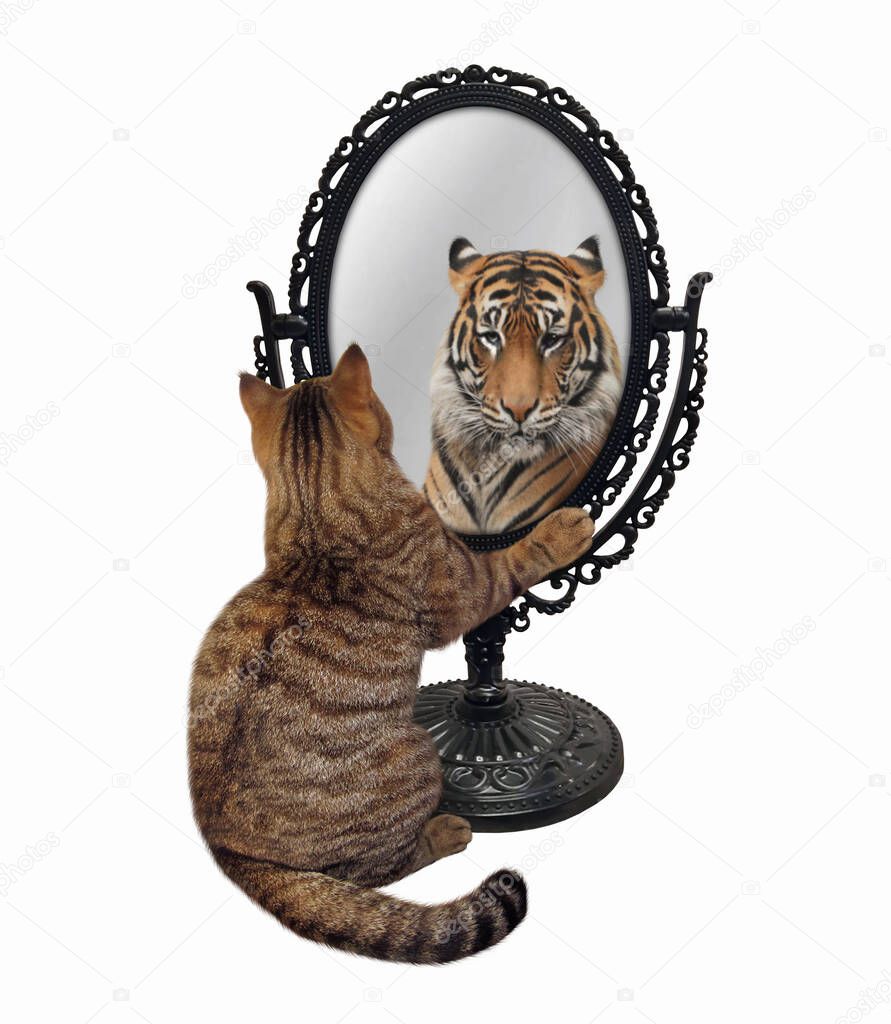 A beige cat stares his reflection in a mirror. He sees a tiger there. White background. Isolated.