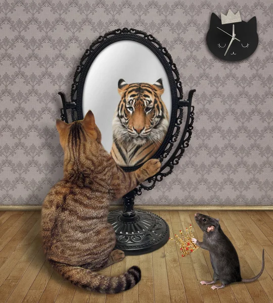 고양이는 거울에 자신의 모습을 감춘다 그곳에서 호랑이를 봅니다 왕관을 — 스톡 사진
