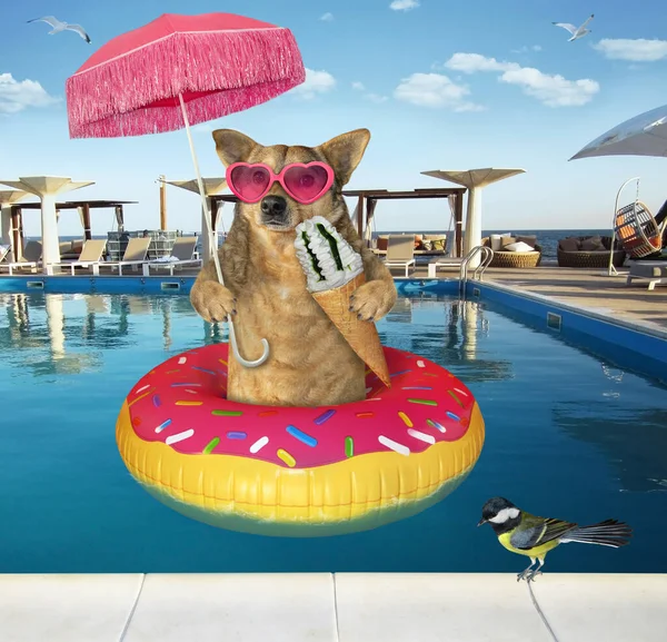Ein Hund Mit Pinkfarbener Sonnenbrille Und Sonnenschirm Frisst Einem Swimmingpool — Stockfoto