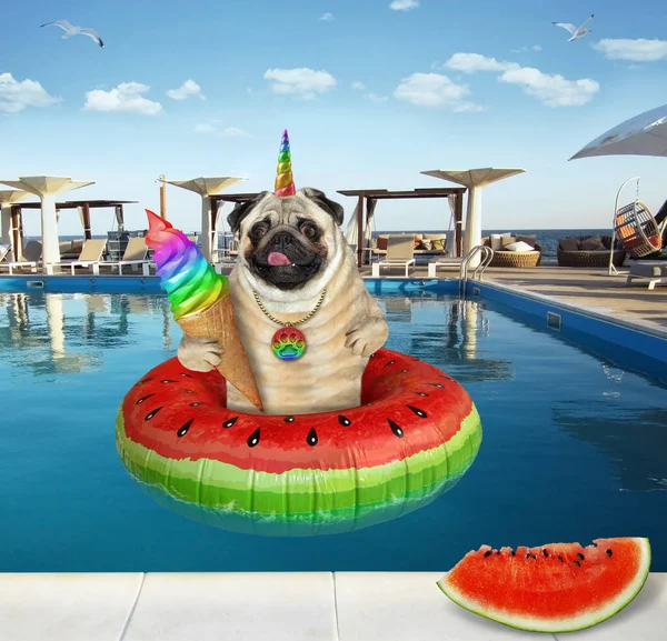 A dog pug unicorn is eating an ice cream cone with watermelon in a swimming pool at a beach resort.